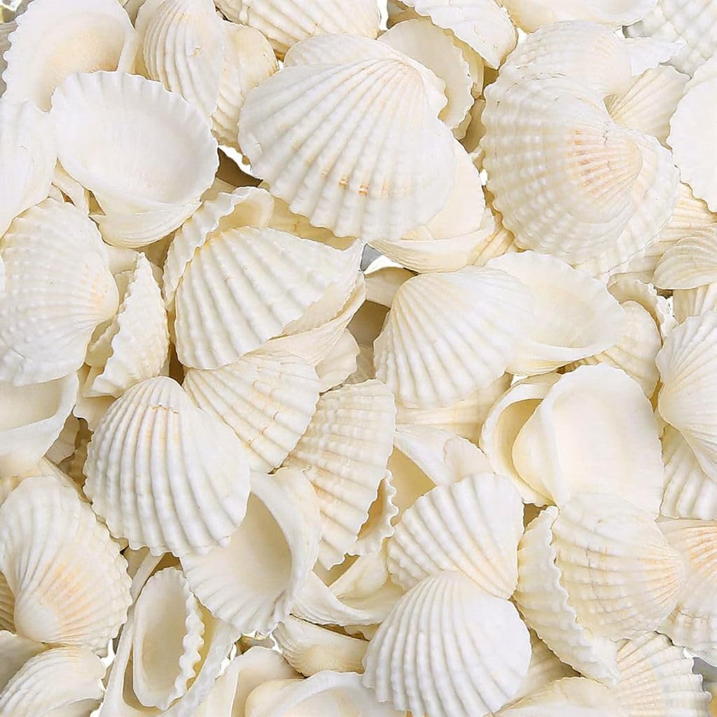 Bulk white sea shells – ivory cockle shells for resin art, candle making and home décor