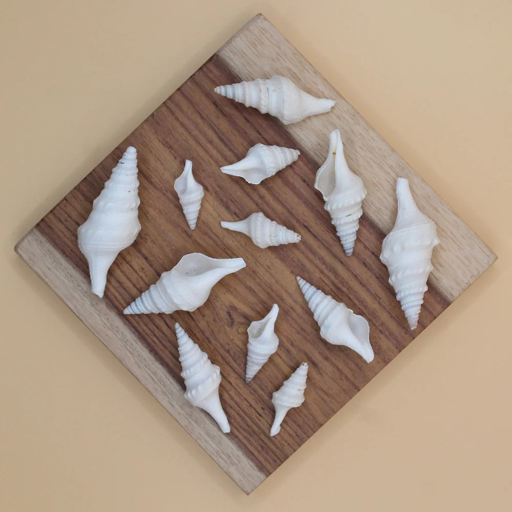 Top-down view of white spindle sea shells on a wooden board showing mixed lengths and spiral detail