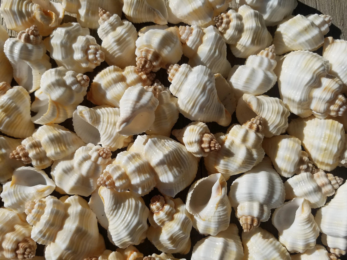 Close-up of bulk white ribbed knobbed conch shells in sunlight showing ivory-cream colour and bumpy spires