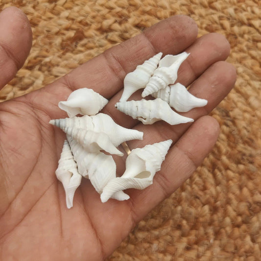 Hand holding a mix of white turritella spindle sea shells showing their elongated tapered spiral form