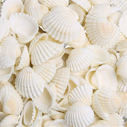 Bulk white sea shells – ivory cockle shells for resin art, candle making and home décor