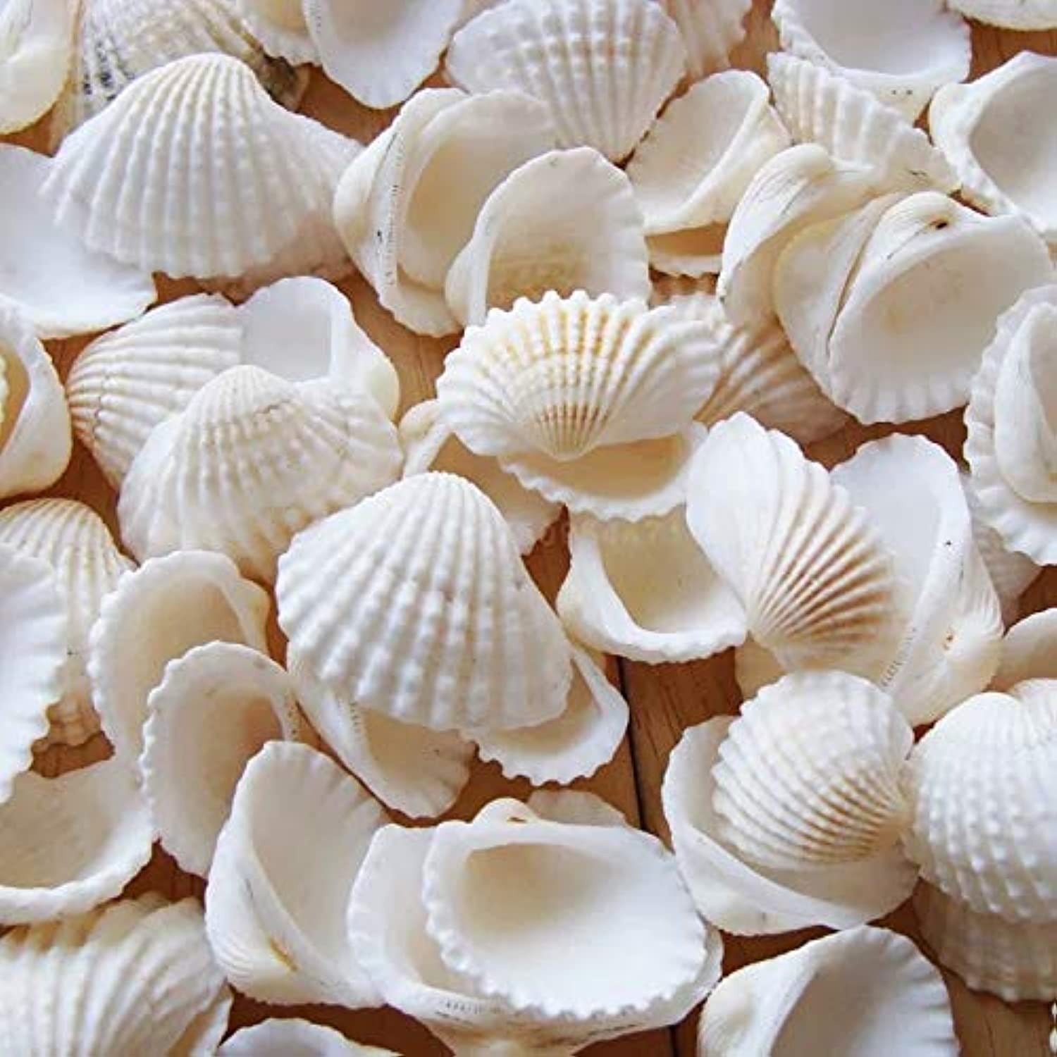 Natural white sea shells – mixed cockle and scallop shells for candle making and crafts
