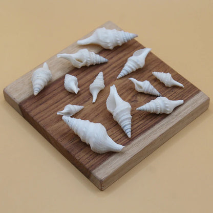 White turritella spindle sea shells arranged on a wooden board – angled view showing size variety