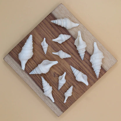 Top-down view of white spindle sea shells on a wooden board showing mixed lengths and spiral detail