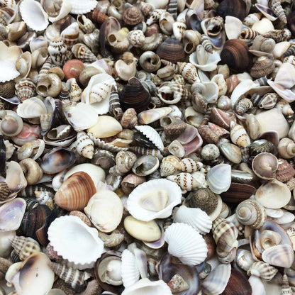 Bulk mixed mini sea shells spread out – top view showing huge variety of shapes, sizes and natural colours