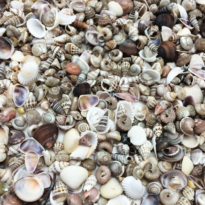 Close-up of mixed mini sea shells showing ivory white, cream, brown and purple tones with varied shell types