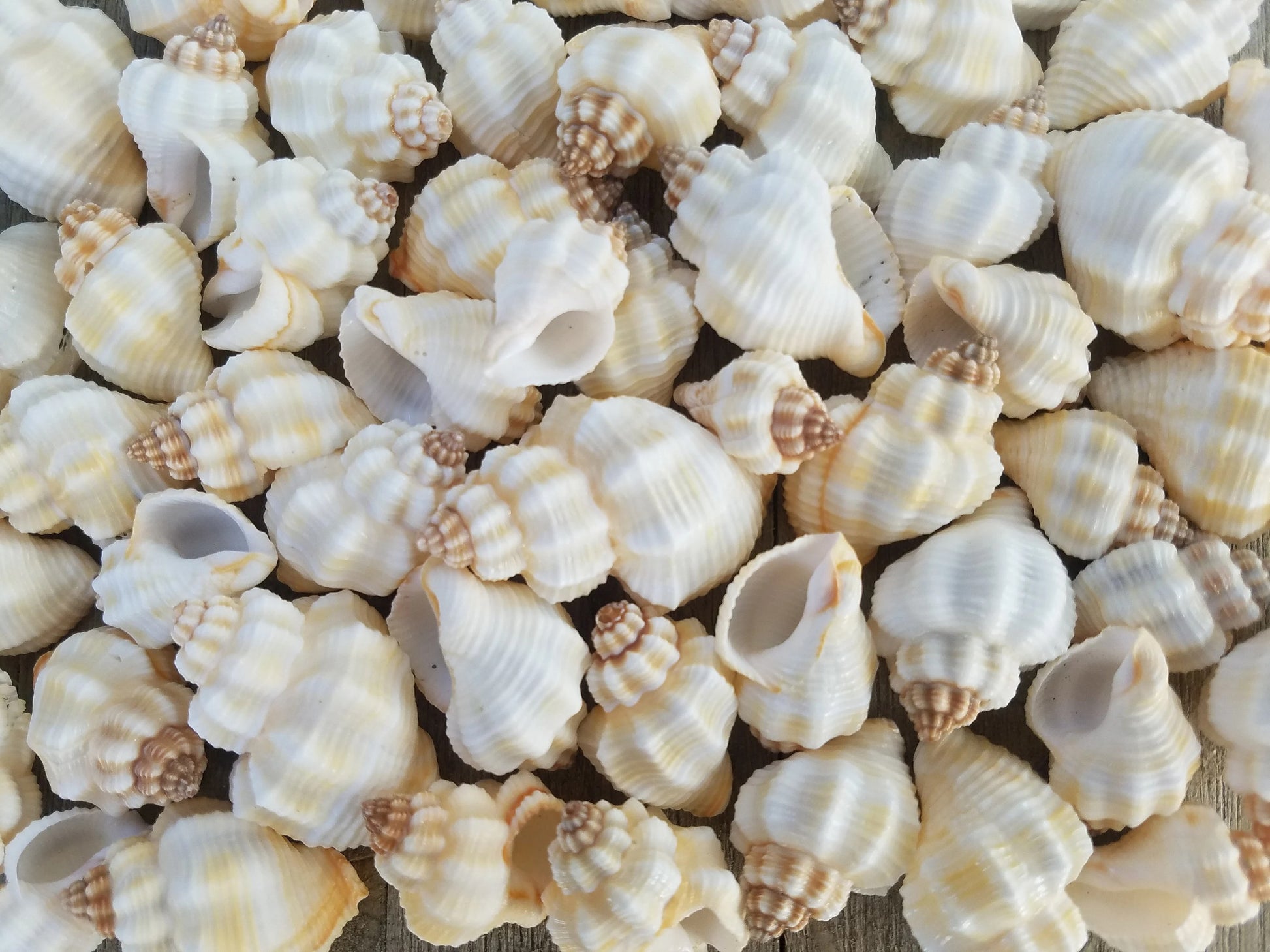 Bulk white ribbed knobbed conch shells spread on a wooden surface – top view showing texture and colour