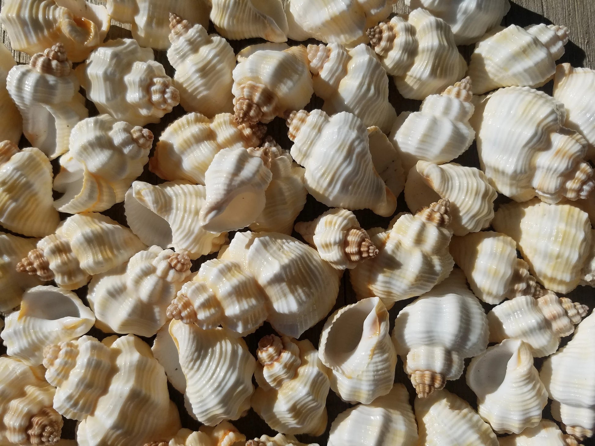 Close-up of bulk white ribbed knobbed conch shells in sunlight showing ivory-cream colour and bumpy spires