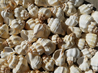 Close-up of bulk white ribbed knobbed conch shells in sunlight showing ivory-cream colour and bumpy spires