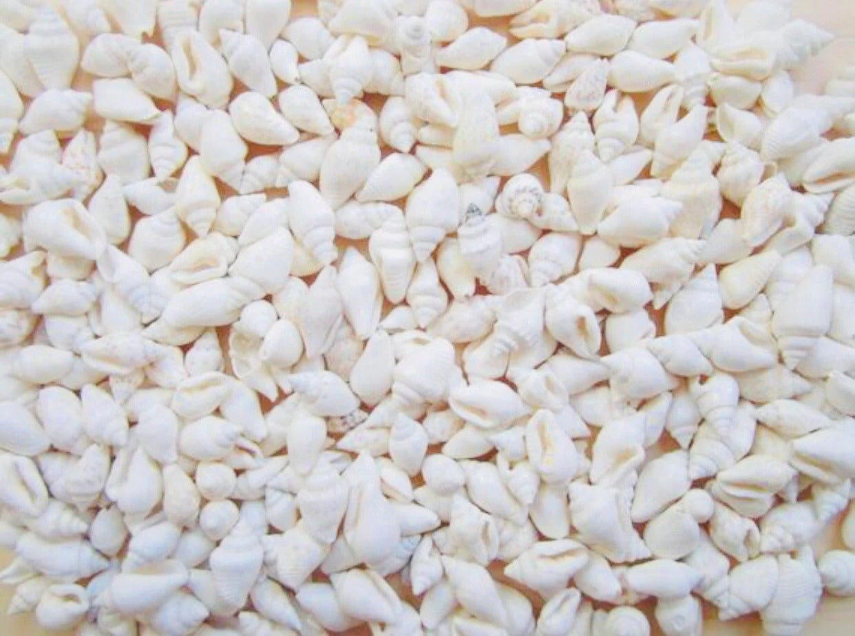 Bulk mini white spiral conch sea shells spread out – top view showing size and texture