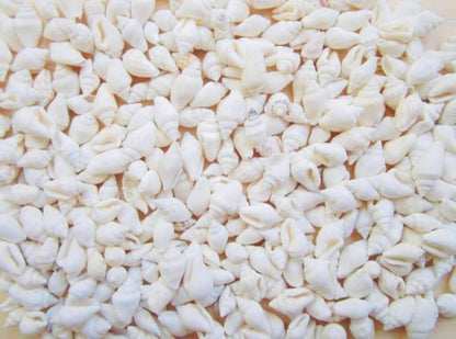 Bulk mini white spiral conch sea shells spread out – top view showing size and texture