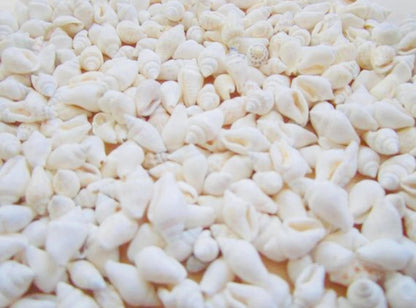 Close-up of mini white spiral sea shells showing natural ivory colour and spiral detail