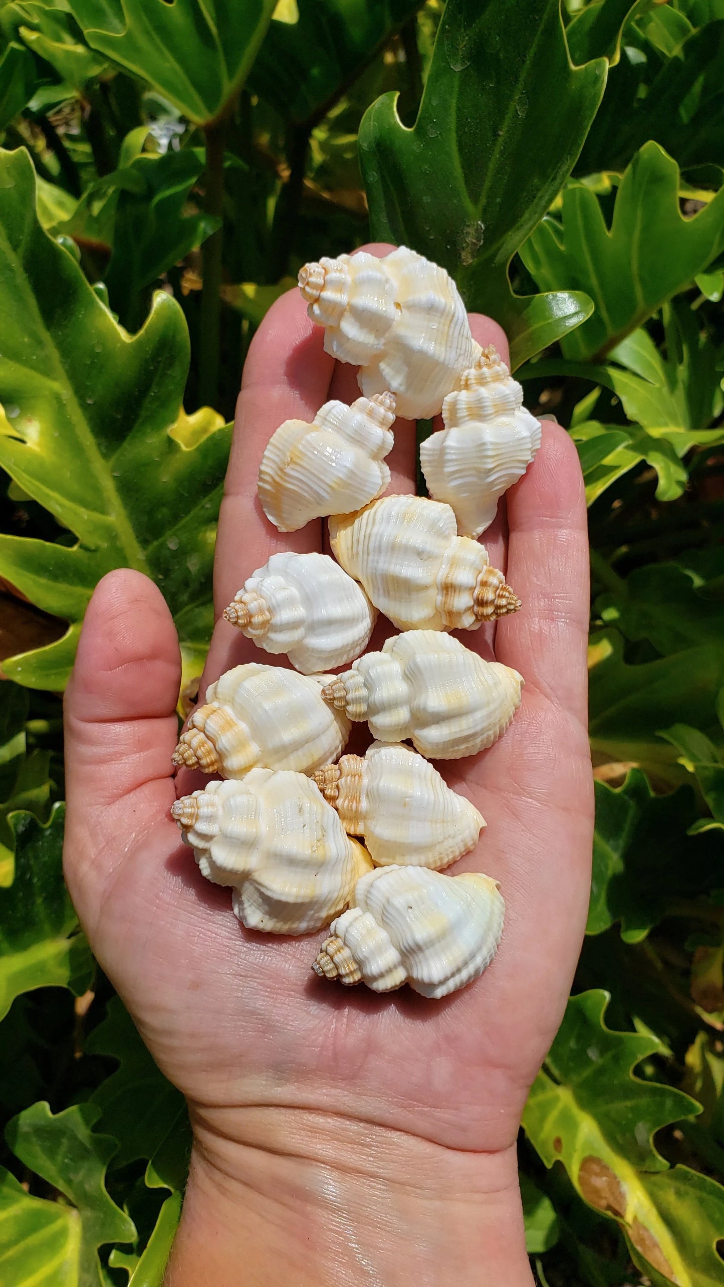 Hand holding a palmful of white ribbed knobbed conch shells showing size variety – approx 2–4cm each