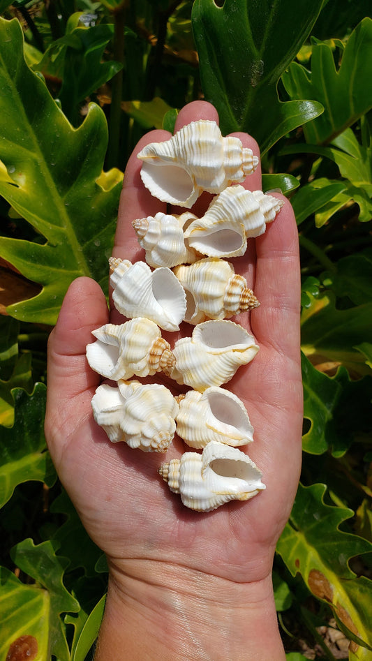 Hand holding a mix of white ribbed knobbed conch shells and fan shells against tropical green leaves