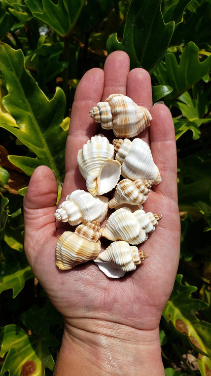 Hand holding white ribbed knobbed conch shells showing their chunky rounded form and tan-striped texture