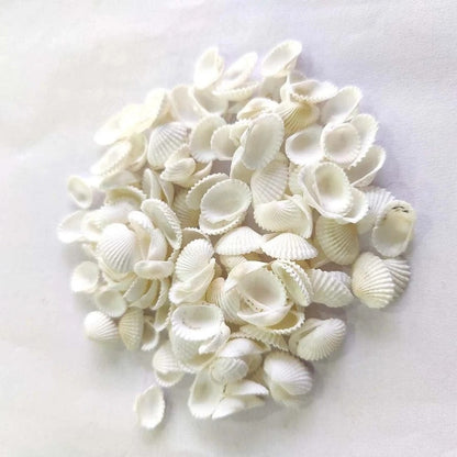 White Sea Shells for Candle Making, Resin Art & Home Décor (100GM)