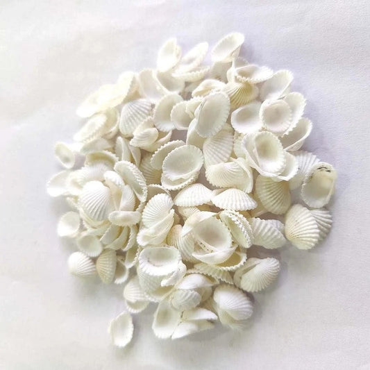 White Sea Shells for Candle Making, Resin Art & Home Décor (100GM)