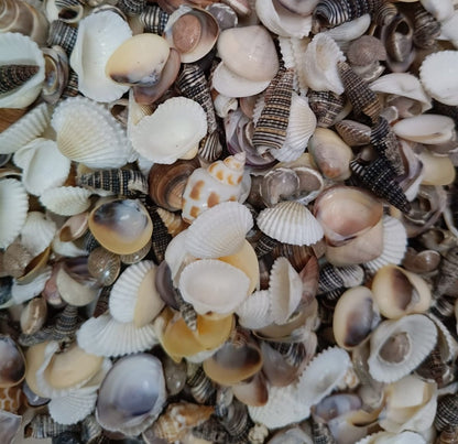 Mixed mini sea shells close-up showing cockles, scallops, spirals and cone shells in natural earth tones