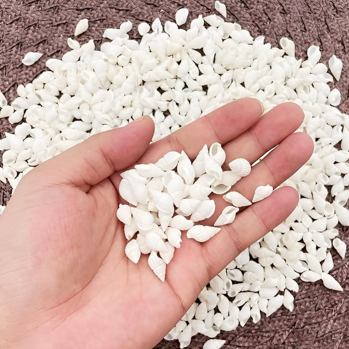 Hand holding a palmful of mini white spiral sea shells with hundreds more in the background