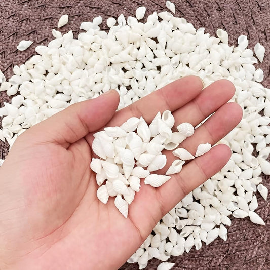 Hand holding a palmful of mini white spiral sea shells with hundreds more in the background