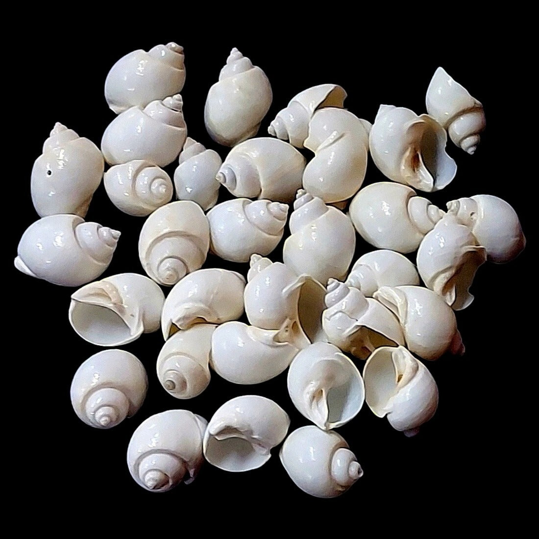 Scattered white turbo moon snail shells on black background showing mixed sizes from 1–2cm