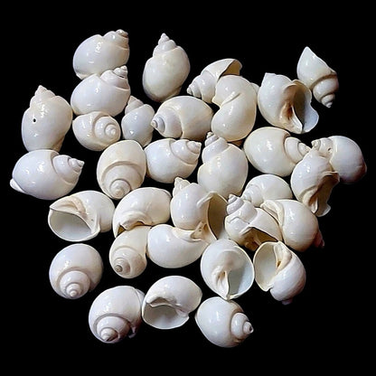 Scattered white turbo moon snail shells on black background showing mixed sizes from 1–2cm