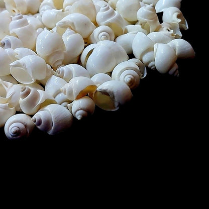 White turbo moon snail shells lined up against a ruler showing approx 1–2cm size on black background