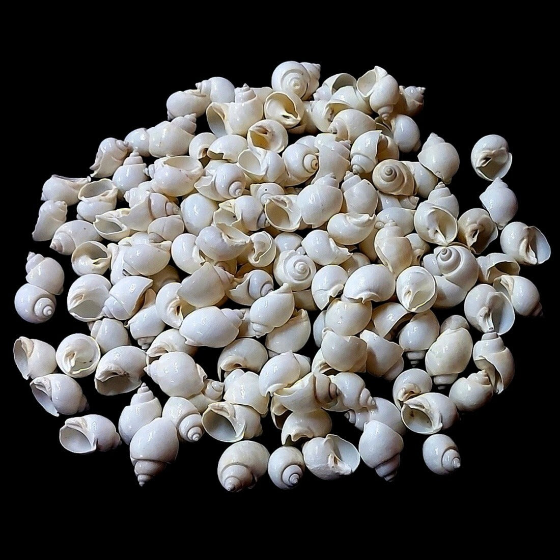 Hand holding five white turbo moon snail shells showing smooth glossy rounded form and ivory-white colour