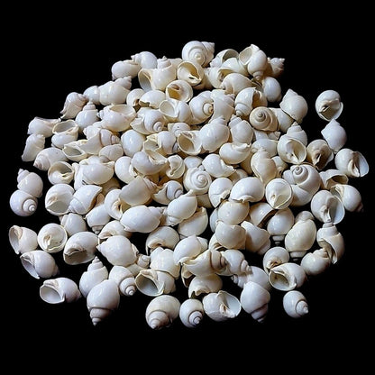 Hand holding five white turbo moon snail shells showing smooth glossy rounded form and ivory-white colour