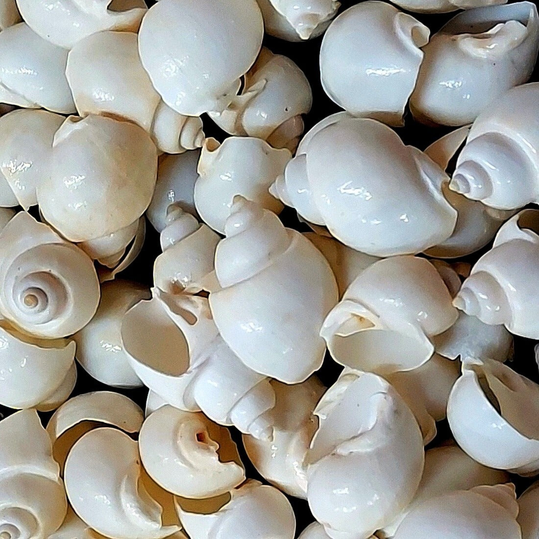 Bulk white turbo moon snail shells piled together on black background – close-up showing glossy texture