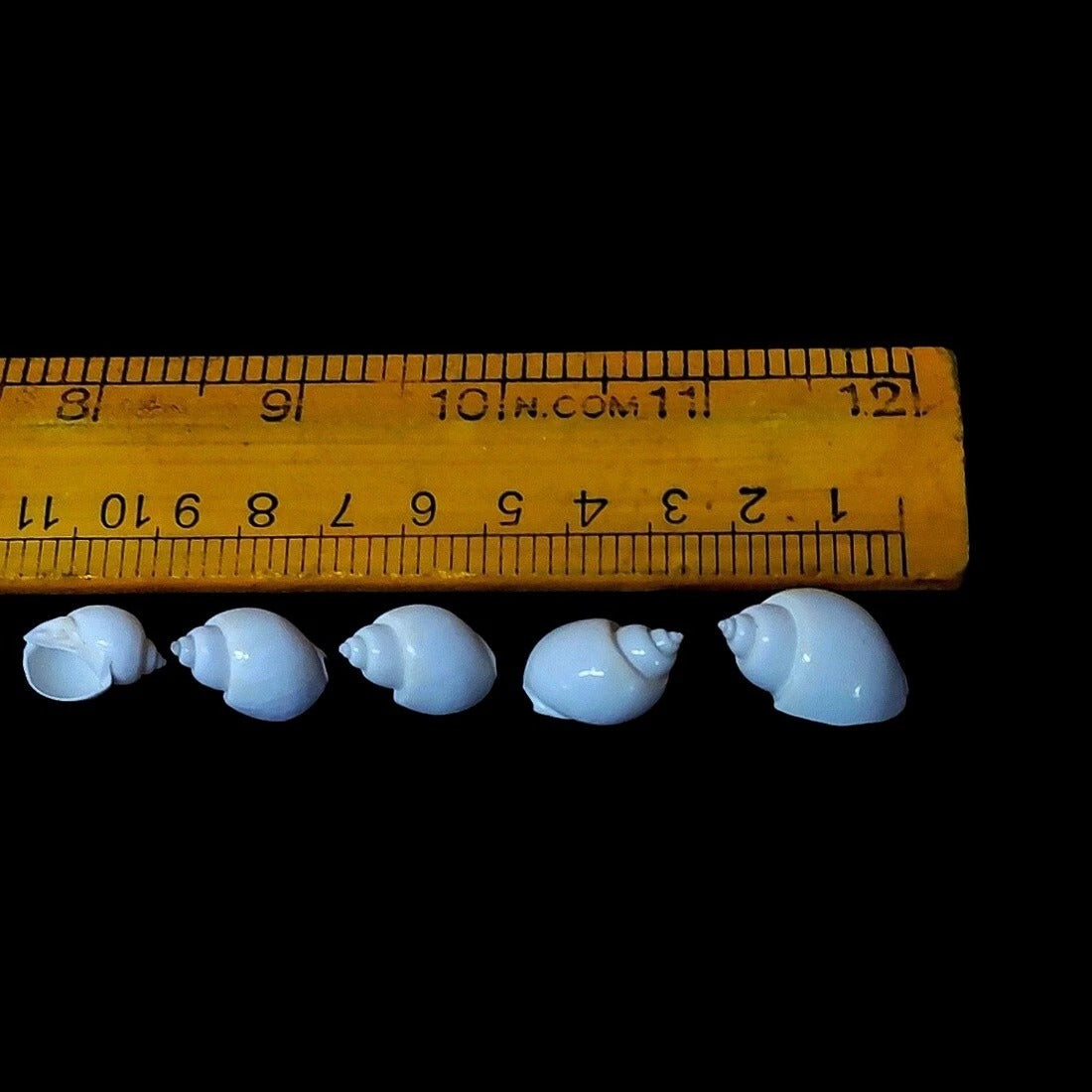 Large pile of white turbo moon snail shells on black background showing size variety and clean white colour