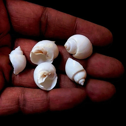 Top-down view of hundreds of white turbo moon snail shells showing uniform rounded shape and ivory tones