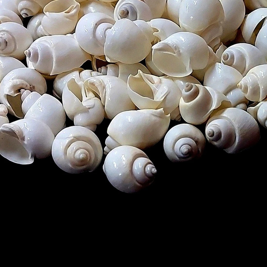 Close-up of white turbo moon snail shells showing tight spiral apex and naturally glossy smooth surface